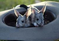 Outback Snack: Bilby bandicoots