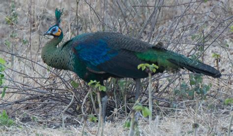 Green peafowl facts, distribution & population | BioDB