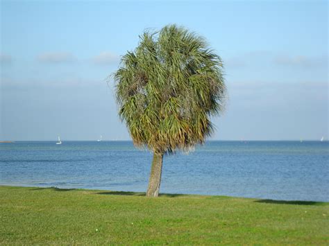 cabbage palmetto – Liberal Dictionary