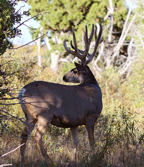 Natural Beauty & Wildlife of Mesa Verde