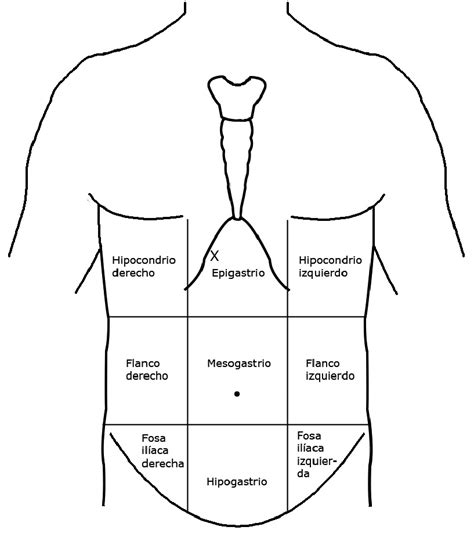 División topográfica del abdomen. La X marca el lugar en el que situó... | Download Scientific ...