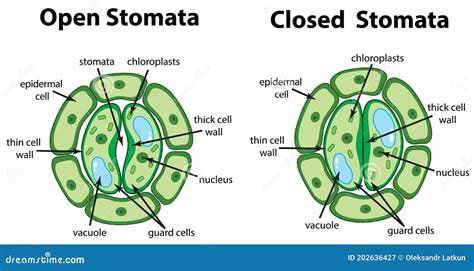 Diagram Showing Open and Closed Stomata on the Chart Stock Vector - Illustration of life ...