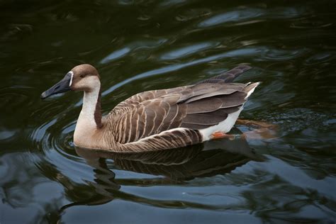 Free Images : nature, wing, wildlife, reflection, beak, fauna, goose, vertebrate, waterfowl ...