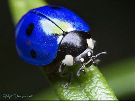 Blue Ladybug - Do They Exist? Which Types and Where. Here's the Answer