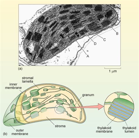 Labelled Chloroplast Micrograph