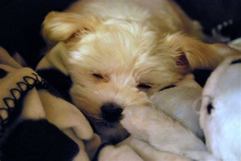 Sleeping maltese puppy | Cute animals, Maltese puppy, Best dogs