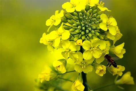 Growing/Caring/Harvesting Mustard Plant, Peas Plant, Fenugreek Plant ...