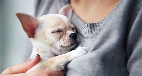 Chihuahua Temperament: A Little Dog with a Big Personality