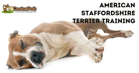 American Staffordshire Terrier Training: Techniques & Tips - Canine Pals