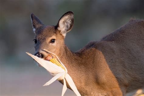 Deer Feeding Times, Figuring Out Whitetail Eating Habits