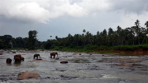 Pinnawala Elephant Orphanage, Sri Lanka