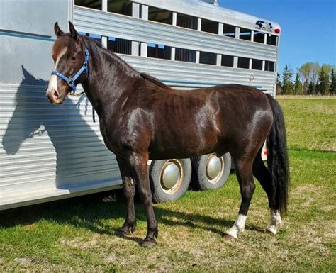 7 Myths - Kentucky Mountain Saddle Horse (With Photos) – Saddles Now