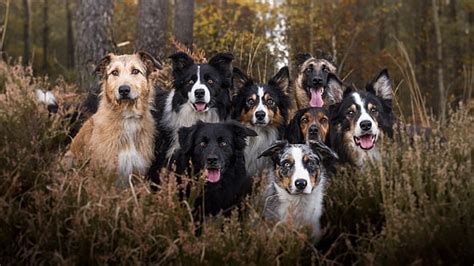 HD wallpaper: animals, dog, Border Collie | Wallpaper Flare