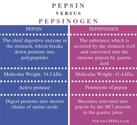 What is the Difference Between Pepsin and Pepsinogen - Pediaa.Com