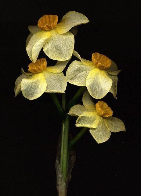 NARGIS also known as ‘poet’s daffodil’, inspires us today. Its Latin name, Narcissus poeticus ...