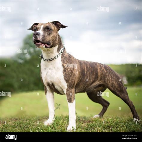 Brindle american staffordshire terrier standing hi-res stock photography and images - Alamy