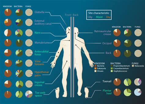 Skin Microbiome | BioSerendipity