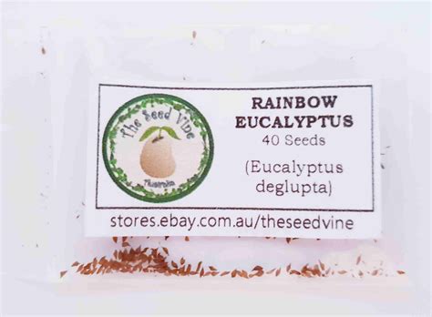 Eucalyptus deglupta - Rainbow Eucalyptus - The Seed Vine