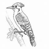 Premium AI Image  Woodpecker Coloring Pages Simplified Compositions sketch template