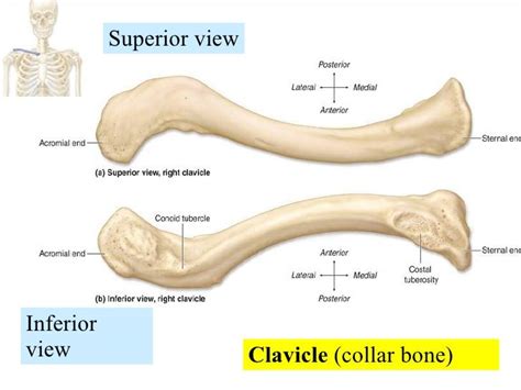 Clavicle bone labeled - colección de la Unidad Especializada en ...