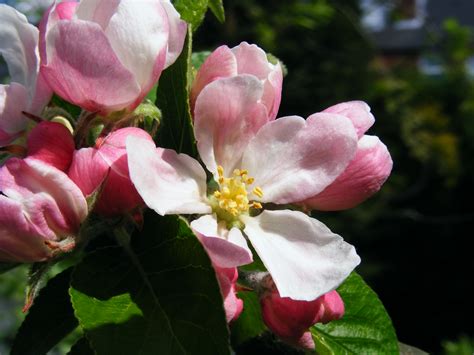 File:Apple blossom 01.jpg - Wikimedia Commons