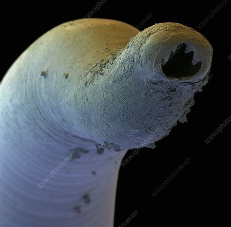 Colour SEM of the head of a hookworm, Ancylostoma - Stock Image - Z180 ...