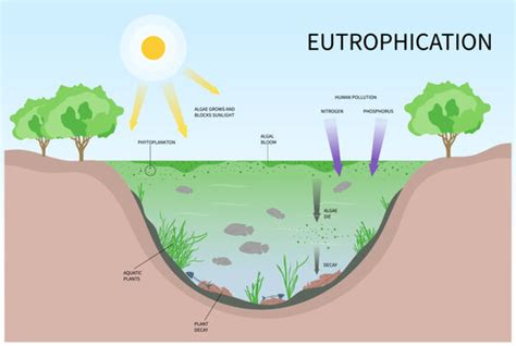 Eutrophication