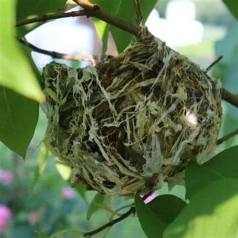 Red-Eyed Vireo: All About Its Calls, Nests, Identification, and More