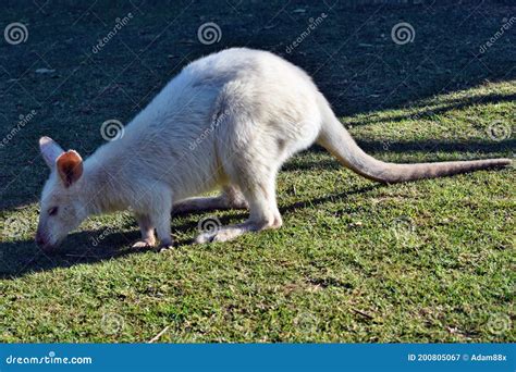 Beautiful Rare an Albino Kangaroo in the Park Stock Image - Image of ...