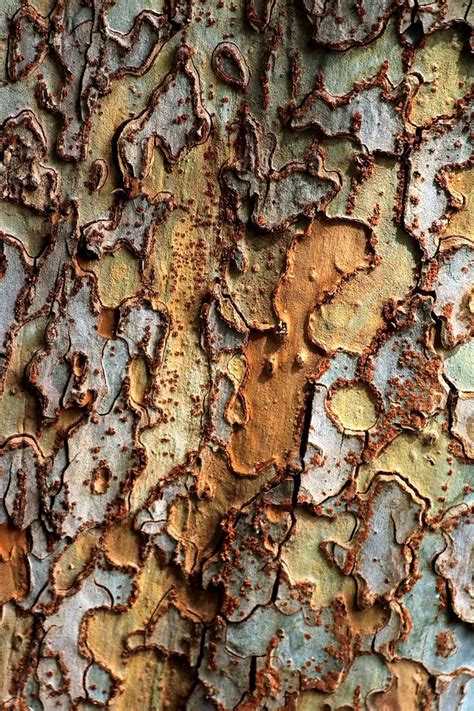 Image result for bark texture seamless | Tree bark texture, Texture, Abstract