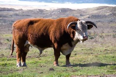 A Cattle Farmer's Guide to Bulls and Steers