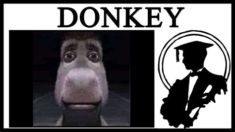 Why Is Donkey Staring? - YouTube