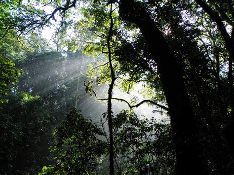 Kakamega Forest – a slab of tropical rain forest in Western Kenya ...