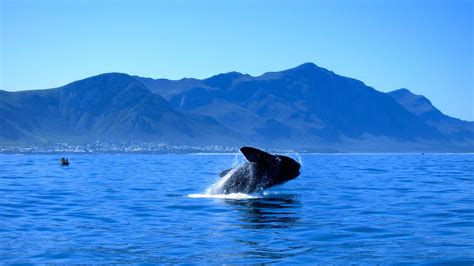 In Pictures: People at the Hermanus Whale watching festival captured the beautiful moments