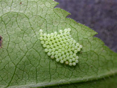 Butterfly Eggs: Life Cycle, Laying, Hatching, Identification, & More