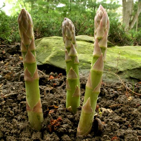 Growing Asparagus & Channeling Your Inner Farmer