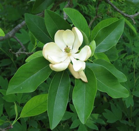 Sweetbay Magnolia | Small Tree Seedling – SequoiaTrees.com