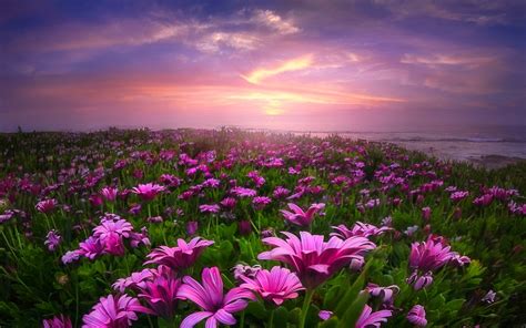 10 Most Popular Field Of Flowers Background FULL HD 1920×1080 For PC ...