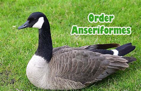 Order Anseriformes Characteristics | Types of Waterfowl Birds