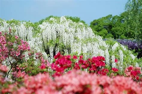 Wisteria vine for the patio landscape – a magnificent swirl of bright ...