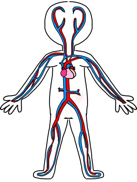 Circulatory System Diagram