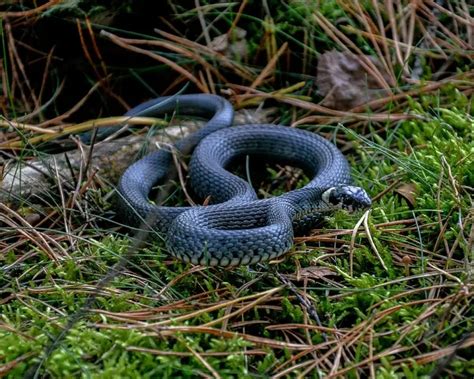 Grass Snake - Facts, Diet, Habitat & Pictures on Animalia.bio