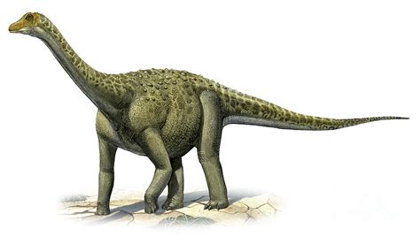 Titanosaurus | Fossil Wiki | Fandom