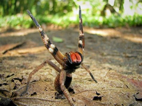 Brazilian Wandering Spider (Phoneutria): Bite, Attacks And Other Facts » ScienceABC