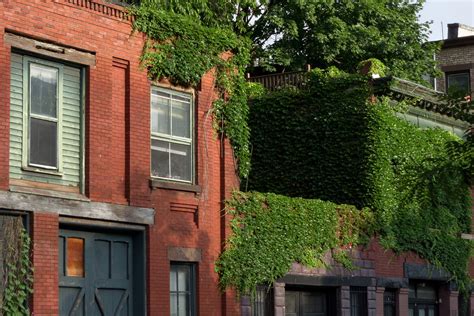 Clinton Hill, Brooklyn: The Perfect Brooklyn Neighborhood?