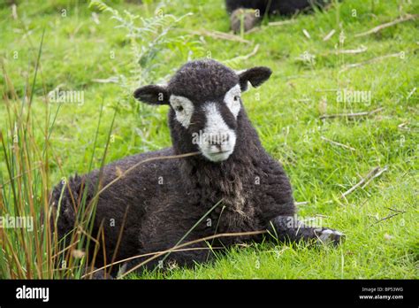 Herdwick Ram Sheep Stock Photos & Herdwick Ram Sheep Stock Images - Alamy