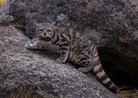 Big Cat 411: All About The Andean Cat