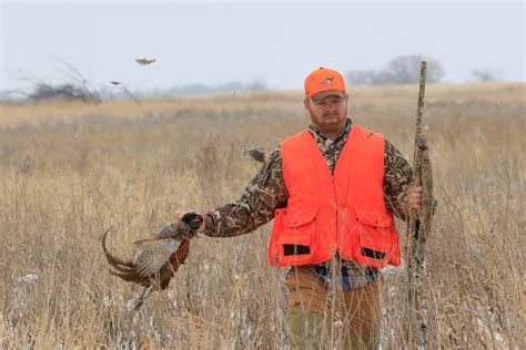 South Dakota Pheasant Hunting - South Dakota Guided Pheasant Hunts