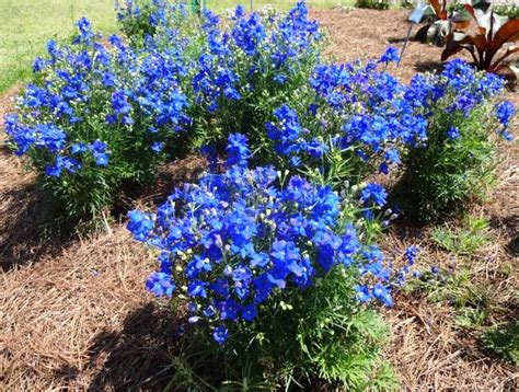 Diamonds Blue delphiniums sparkle in the cool-season garden - LSU AgCenter