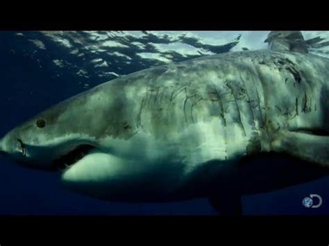 Signs of Great Whites Mating | Shark Week 2013 - YouTube